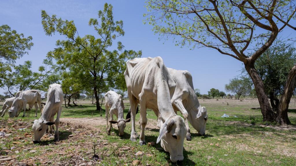 , Actualités françaises: Tchad: le projet de code pastoral «menace la coexistence pacifie», accuser l’opposition